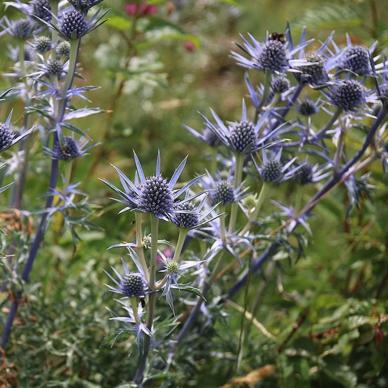 Eryngium planum 'Blue Hobbit' ~ Blue Hobbit Sea Holly