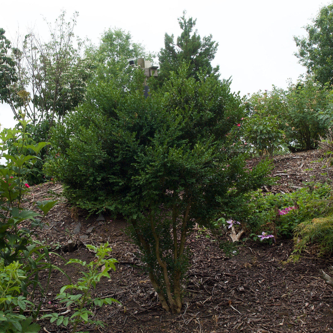 Buxus microphylla var. japonica 'Winter Gem' ~ Boj gema de invierno