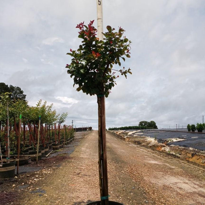 Lagerstroemia indica 'Whit II' PP0296 ~ Arrayón Dynamite®