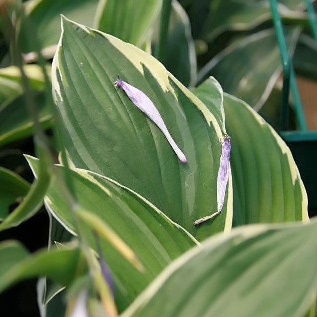 Hosta 'Francee' ~ Francee Hosta