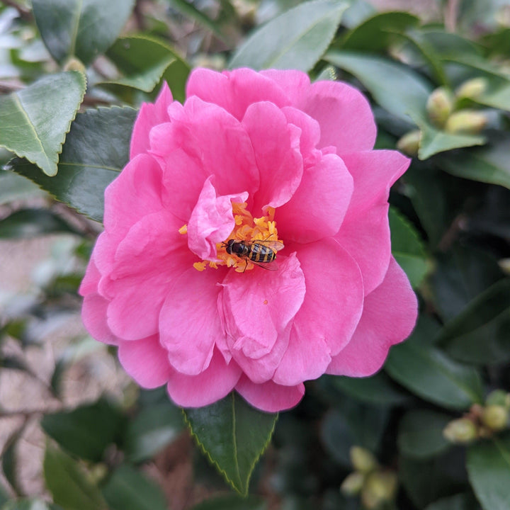 Camelia 'Alegría del invierno' ~ Camelia Alegría del invierno