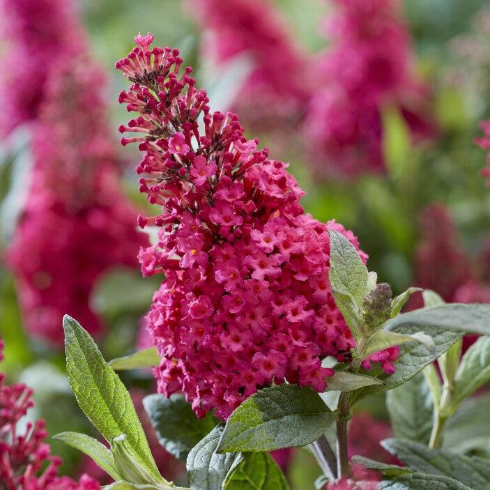 Buddleia davidii 'BotEx 006' PP34500 ~ Arbusto de mariposa Butterfly Candy™ Li'l Raspberry™