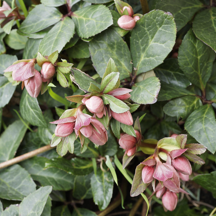 Helleborus x hybridus 'EPB 29' ~ FrostKiss™ Dorothy's Dawn® Lenten Rose