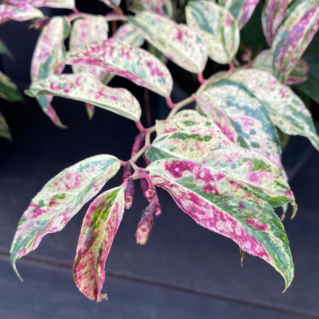 Leucothoe fontanesiana 'Rainbow' ~ Rainbow Drooping Leucothoe