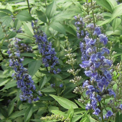 Vitex agnus-castus 'SMVACBD' ~ Árbol casto azul Diddley®