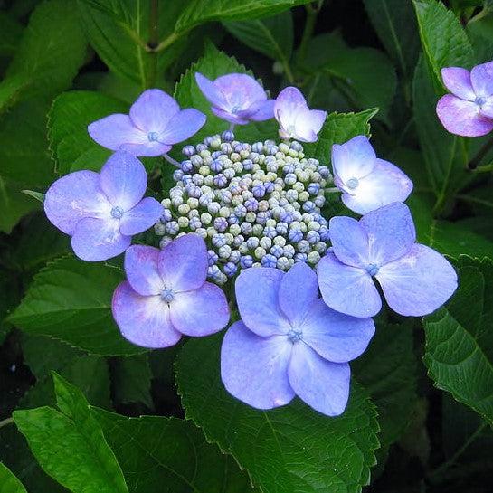 Hydrangea macrophylla 'Bailmacsix' ~ Endless Summer® Pop Star® Hydrangea