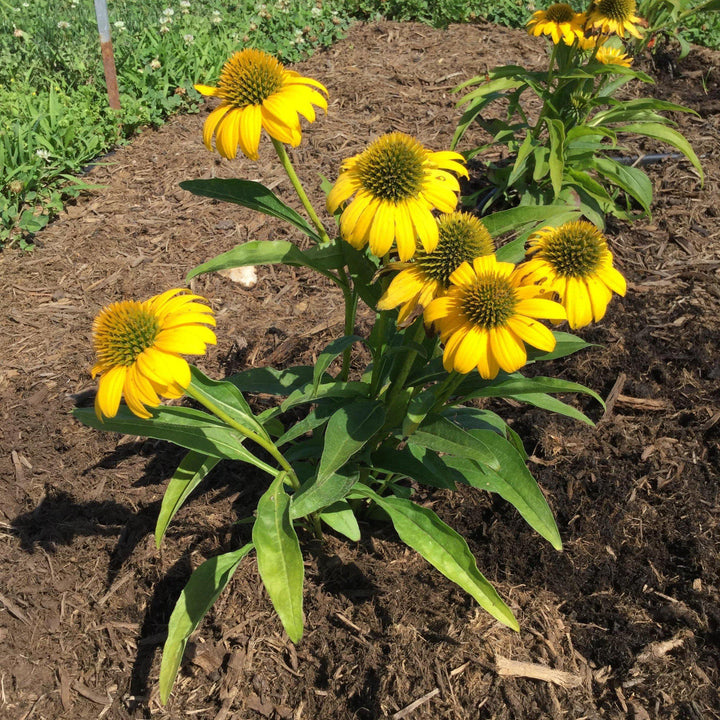 Echinacea 'Balsompocel' ~ Sombrero® Poco Yellow Coneflower
