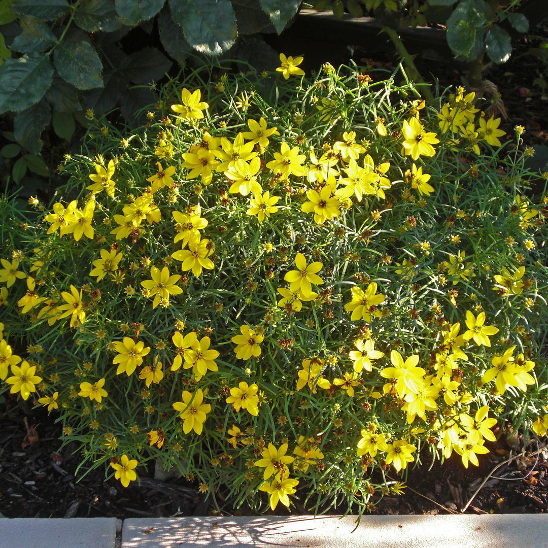 Coreopsis verticillata 'Zagreb' ~ Zagreb Threadleaf Tickseed