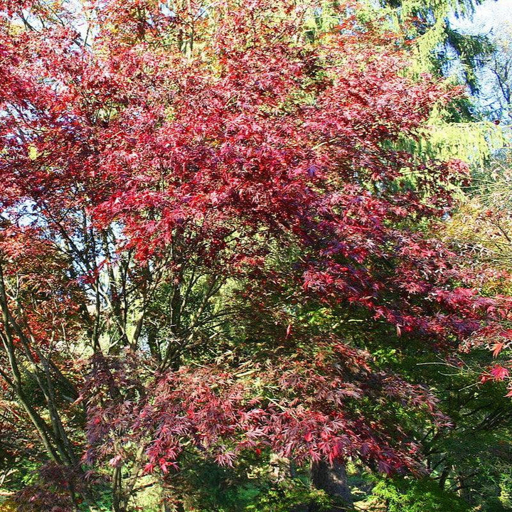Acer palmatum var dissectum 'Burgundy Lace' ~ Burgundy Lace Japanese Maple