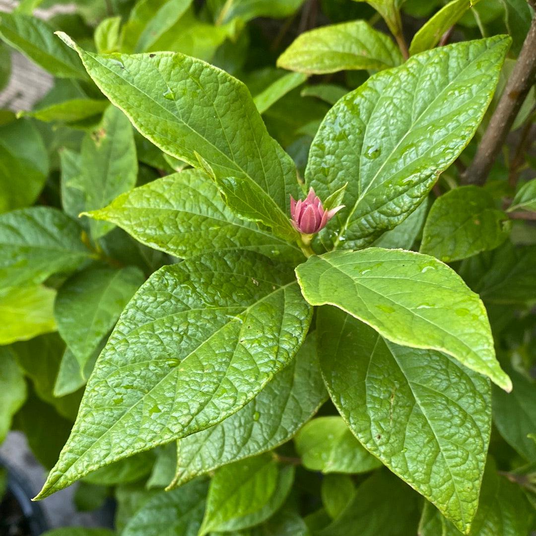 Calycanthus floridus ~ Arbusto dulce, pimienta de Carolina