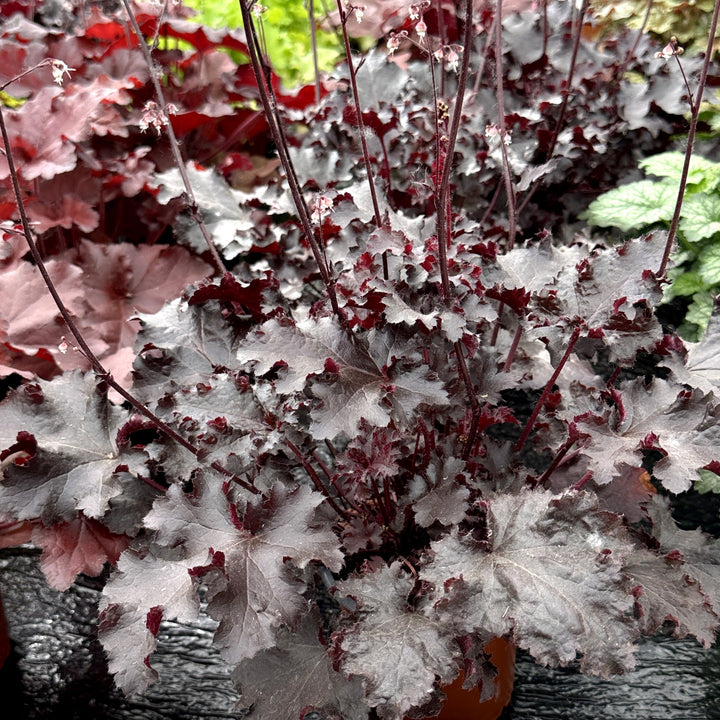 Heuchera 'Black Beauty' ~ Black Beauty Coral Bells