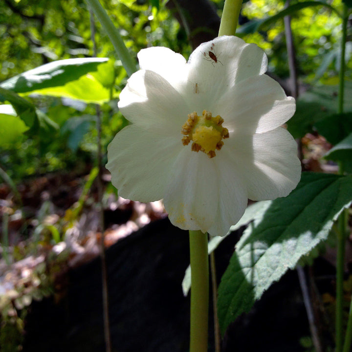 Podophyllum peltatum ~ Mayapple, American Mandrake