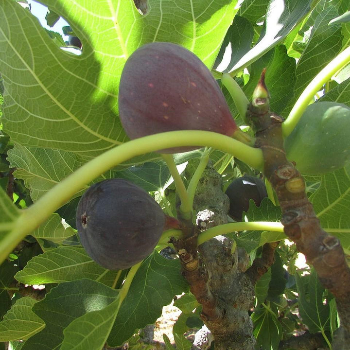 Ficus carica 'Celeste' ~ Celeste Fig