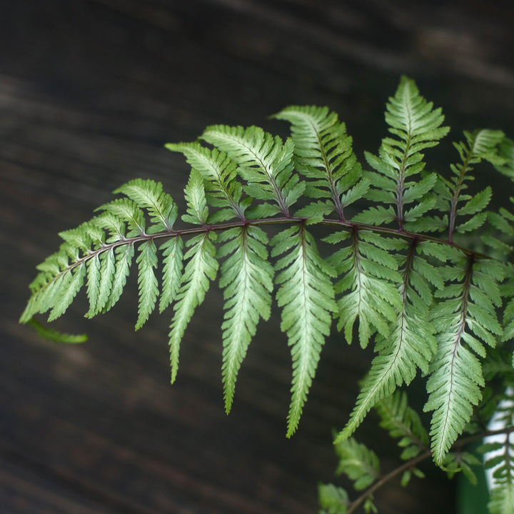 Athyrium niponicum var. pictum ~ Japanese Painted Fern