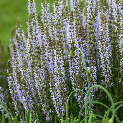 Salvia nemorosa ‘Perfect Profusion’ ~ Perfect Profusion Meadow Sage