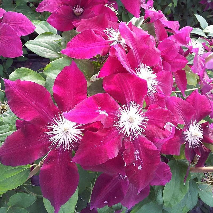 Clematis viticella 'Evipo016' ~ Rebecca™ Clematis