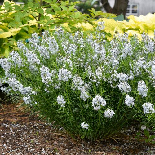 Amsonia 'String Theory' ~ String Theory Blue Star