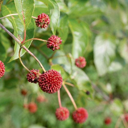 Cephalanthus occidentalis 'SMCOSS' ~ Arbusto de botones Sugar Shack®