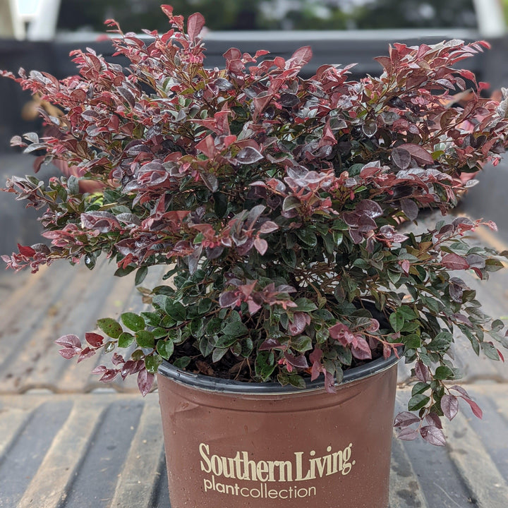 Loropetalum chinense 'Purple Daydream' ~ Purple Daydream Fringe Flower