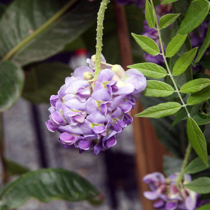 Wisteria frutescens 'Amethyst Falls' ~ Amethyst Falls Wisteria