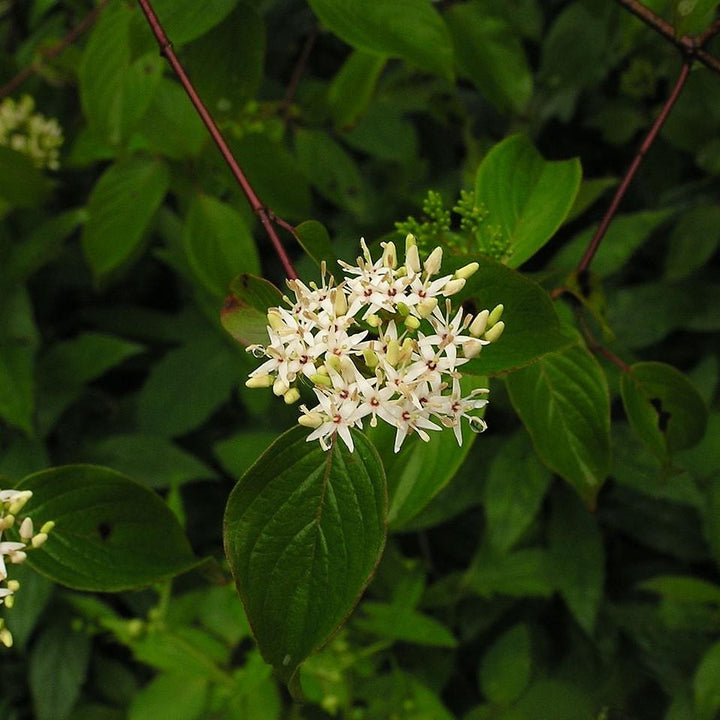 Cornus amomum ~ Cornejo sedoso