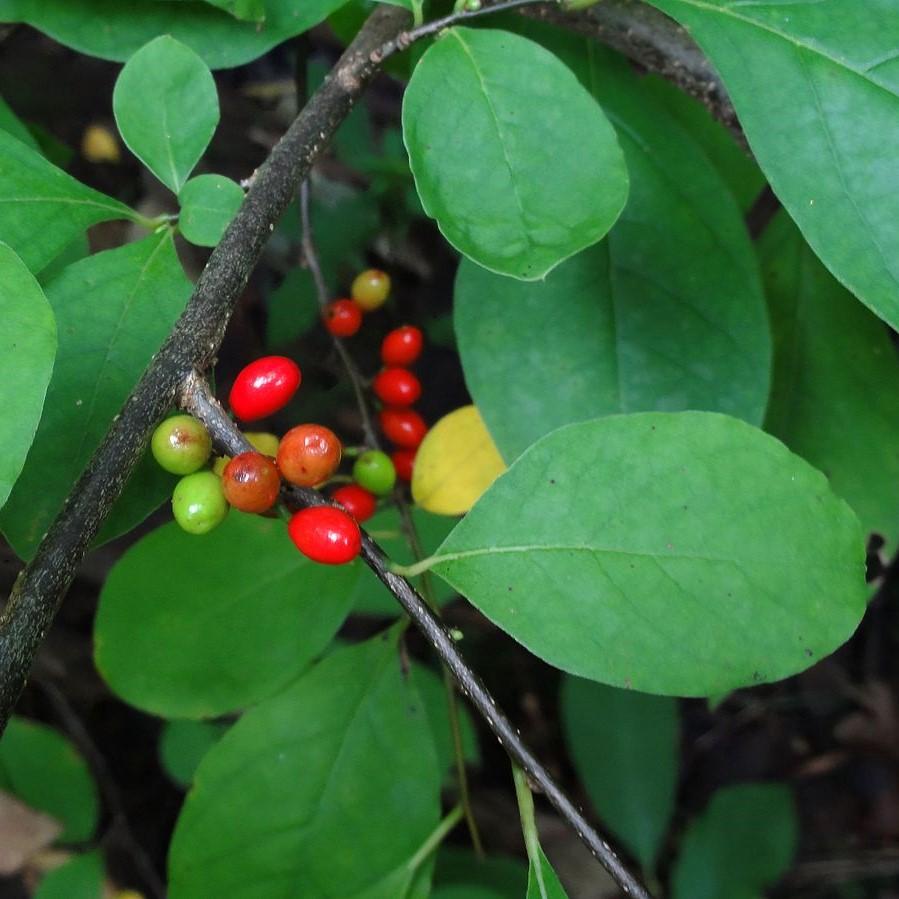 Lindera benjuí ~ Spice Bush