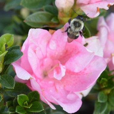 Rhododendron x 'NCRX3' ~ PW® Perfecto Mundo® Double Pink Azalea