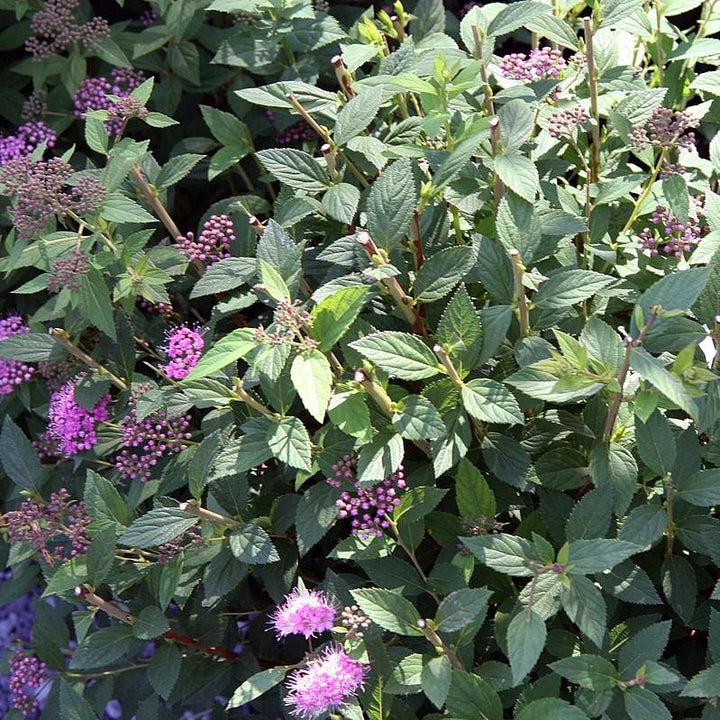 Spiraea japonica 'Little Princess' ~ Little Princess Spirea