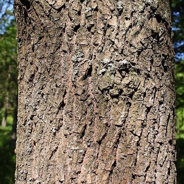 Quercus coccinea ~ Scarlet Oak