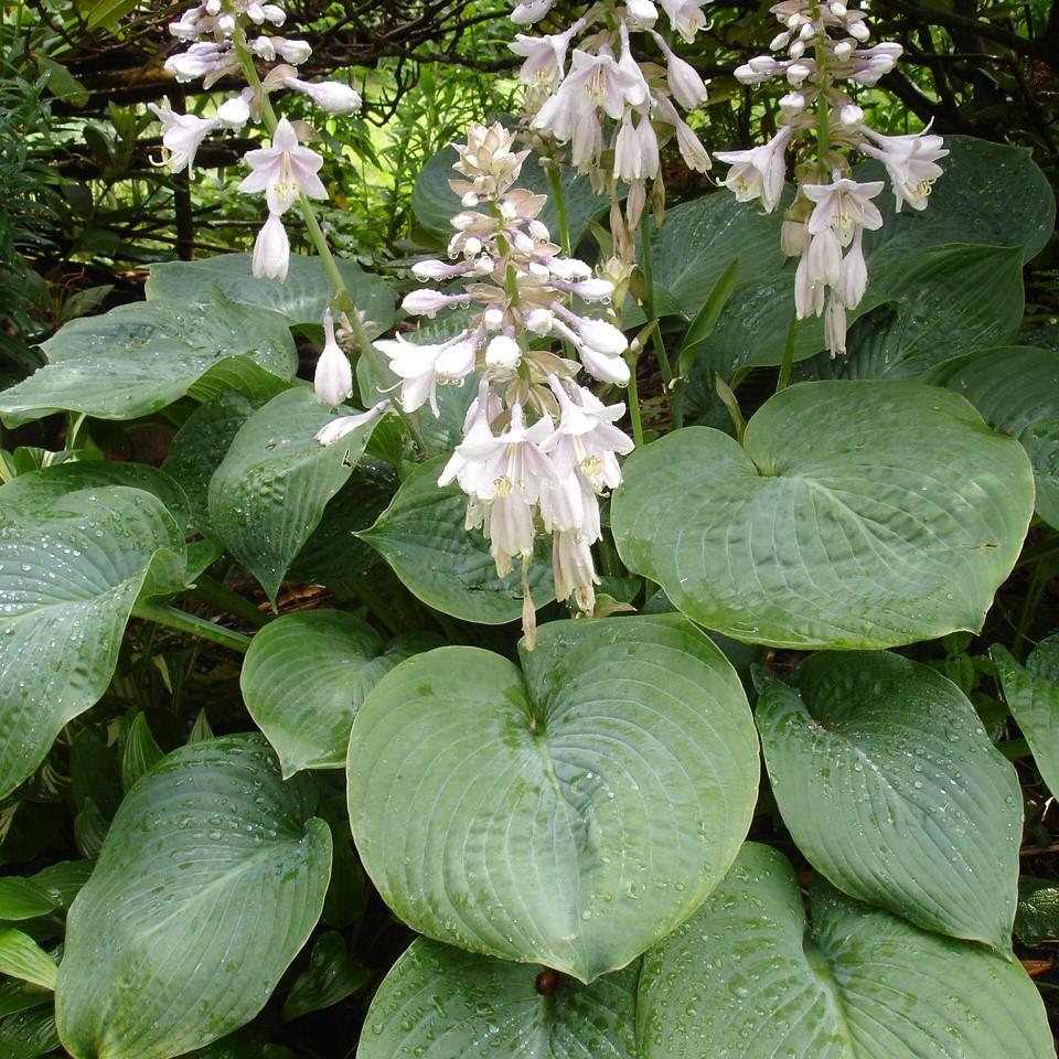 Hosta sieboldiana 'Elegans' ~ Elegans Hosta