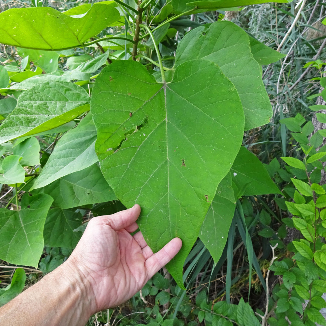 Catalpa speciosa ~ Northern Catalpa