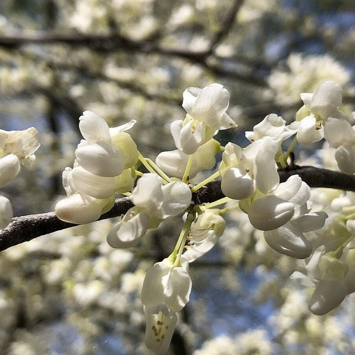 Cercis canadensis f. Alba 'Royal White' ~ Royal White Eastern Redbud