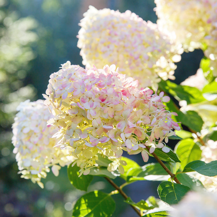 Hydrangea paniculata 'Bokrathirteen' ~ Hortensia dulce de verano