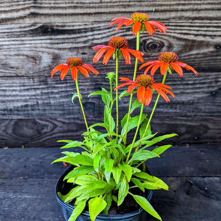 Echinacea x 'Cheyenne Spirit' ~ Cheyenne Spirit Echinacea, Coneflower