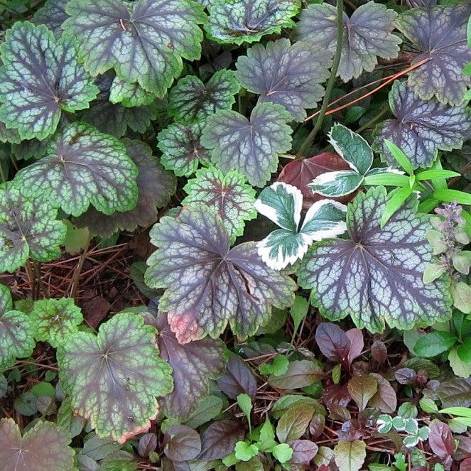 Heuchera americana 'Dale's Strain' ~ Dale's Strain Coral Bells