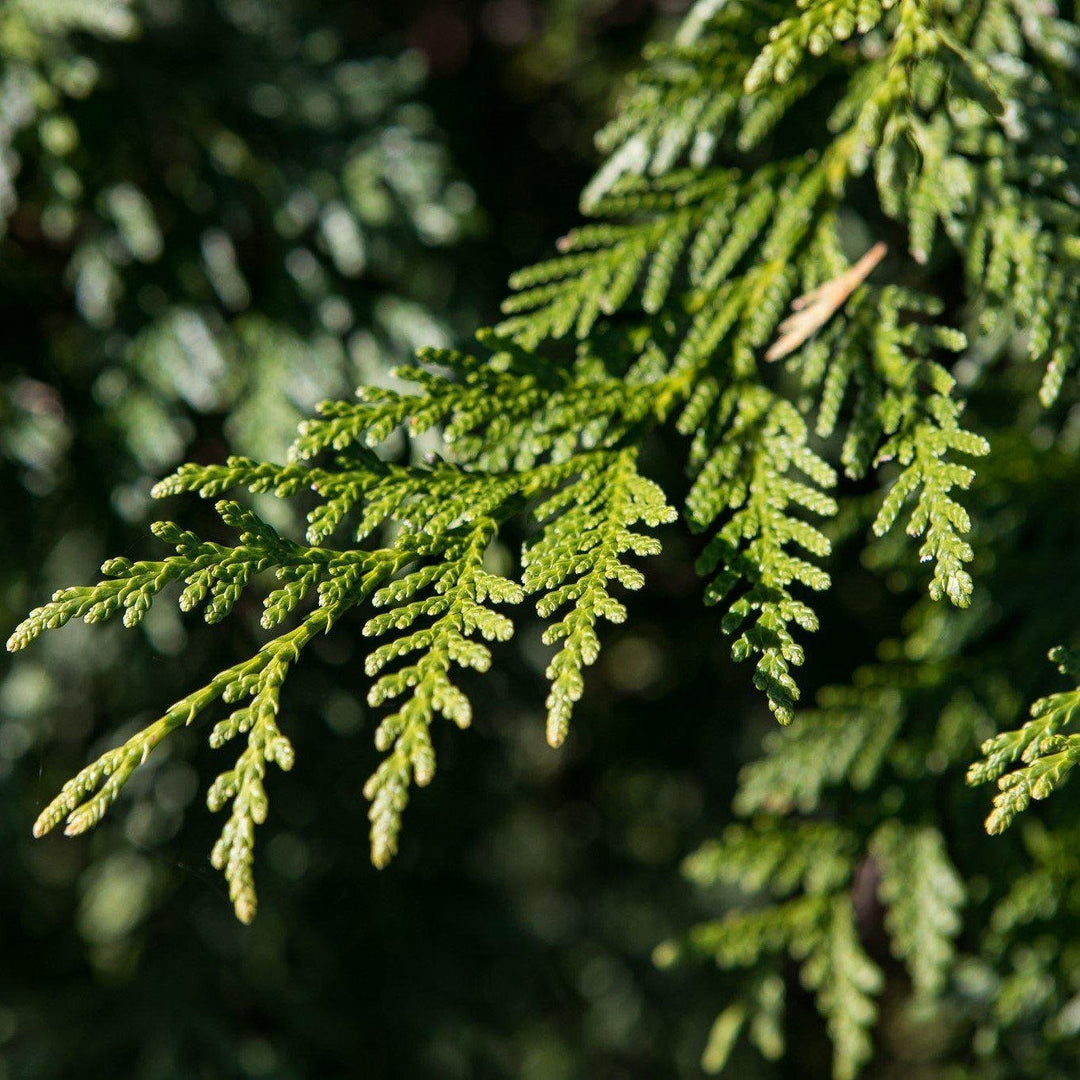 Cupressocyparis leylandii ~ Ciprés de Leyland 