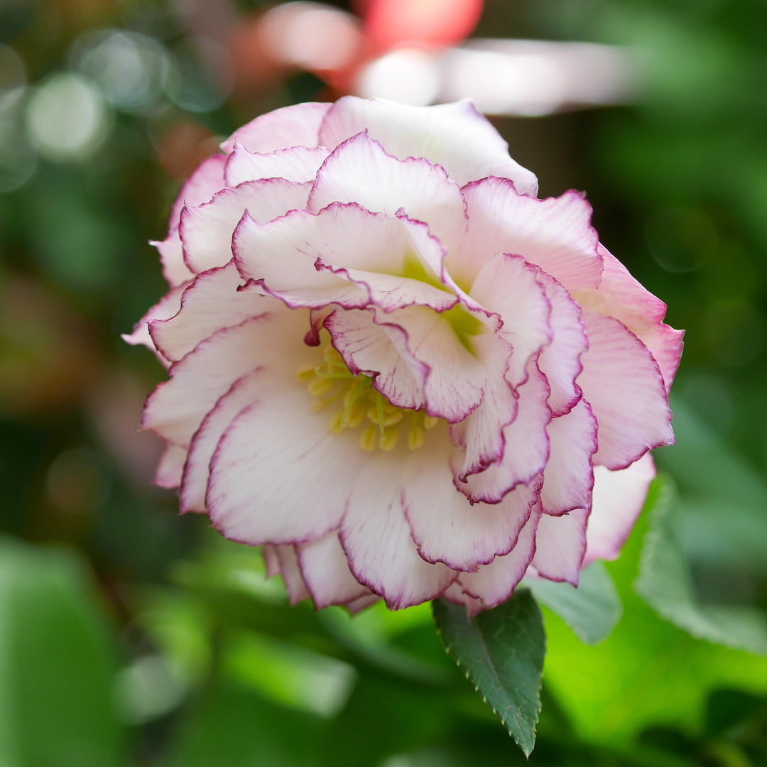 Helleborus 'Fire & Ice' ~ Winter Jewels™ Fire & Ice Hellebore