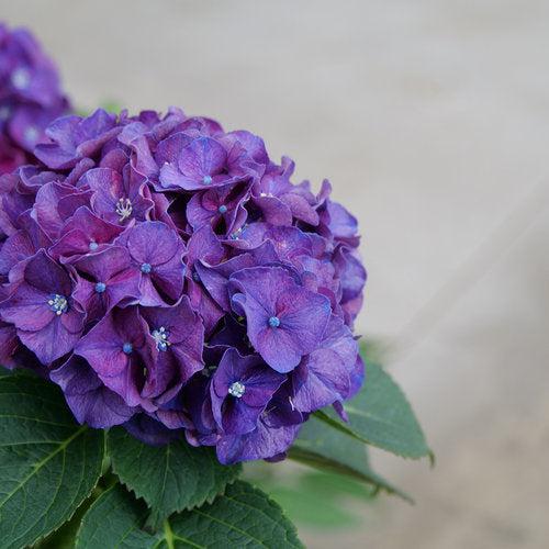 Hydrangea macrophylla 'Stragrum' ~ Wee Bit Grumpy® Hydrangea