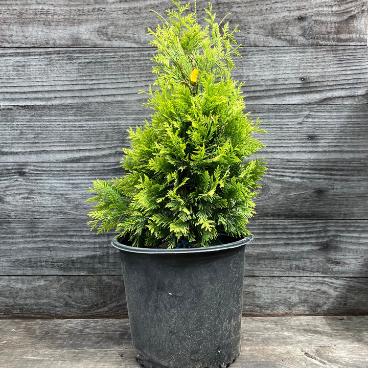 Thuja occidentalis 'Cinta amarilla' ~ Arborvitae de cinta amarilla