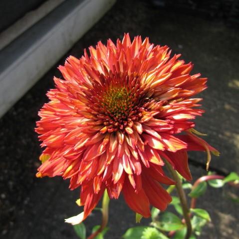 Echinacea x 'Hot Papaya' ~ Hot Papaya Echinacea, Coneflower