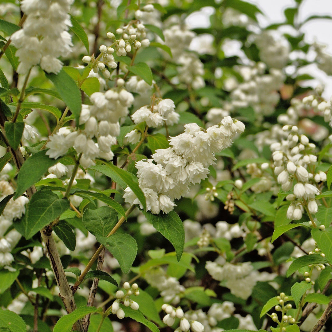 Deutzia sp. 'NCDX1' PP25,916 ~ Yuki Snowflake® Deutzia