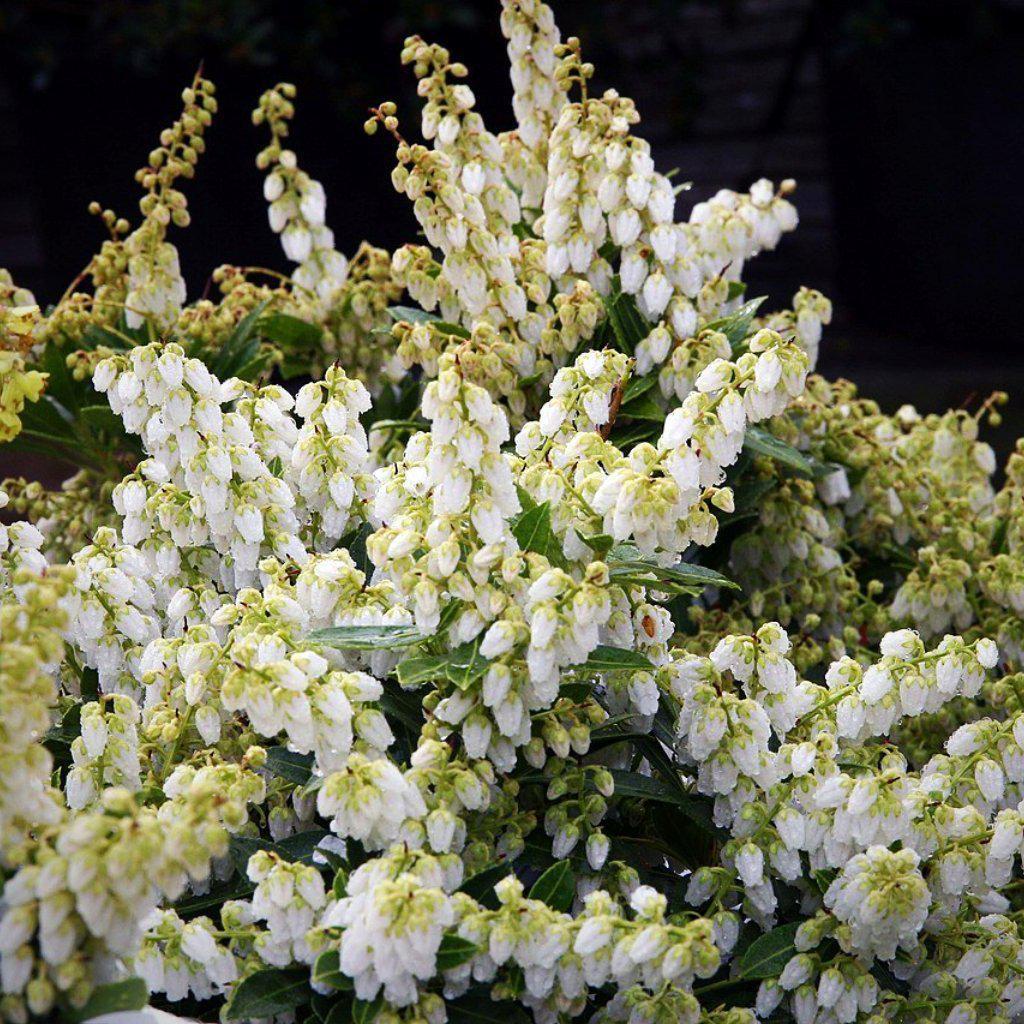 Pieris japonica 'Cavatine' ~ Cavatine Pieris