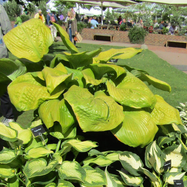 Hosta 'Sum and Substance' ~ Sum and Substance Hosta