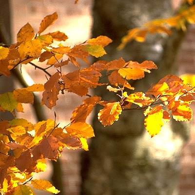 Fagus sylvatica ~ Common Beech