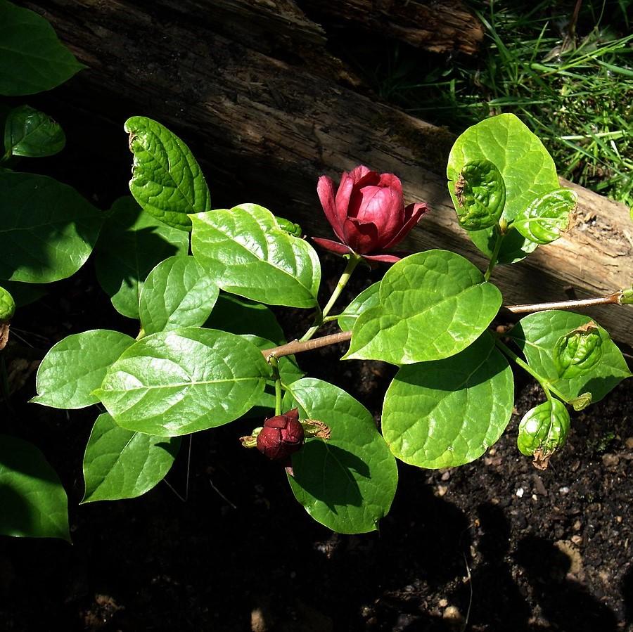 Calycanthus x raulstonii 'Vino Hartlage' ~ Arbusto dulce de vino Hartlage