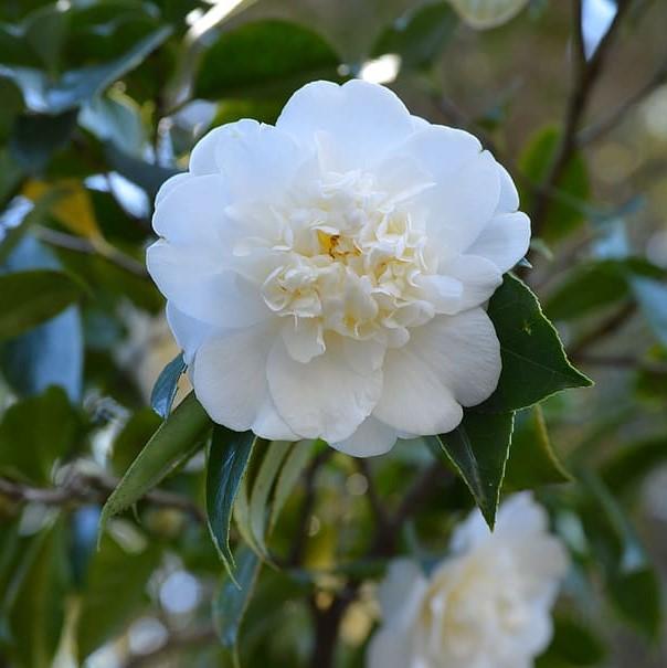 Camellia sasanqua 'Autumn Rocket' ~ Otoño Rocket Camellia