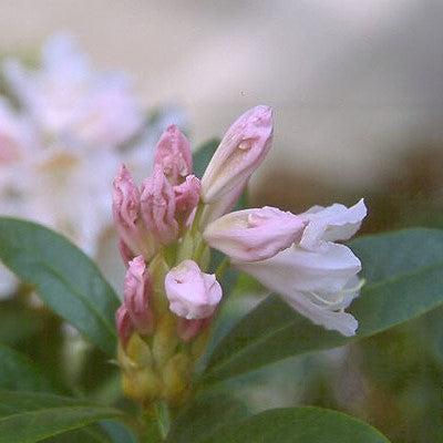 Rhododendron 'Cunningham's White' ~ Cunningham's White Rhododendron