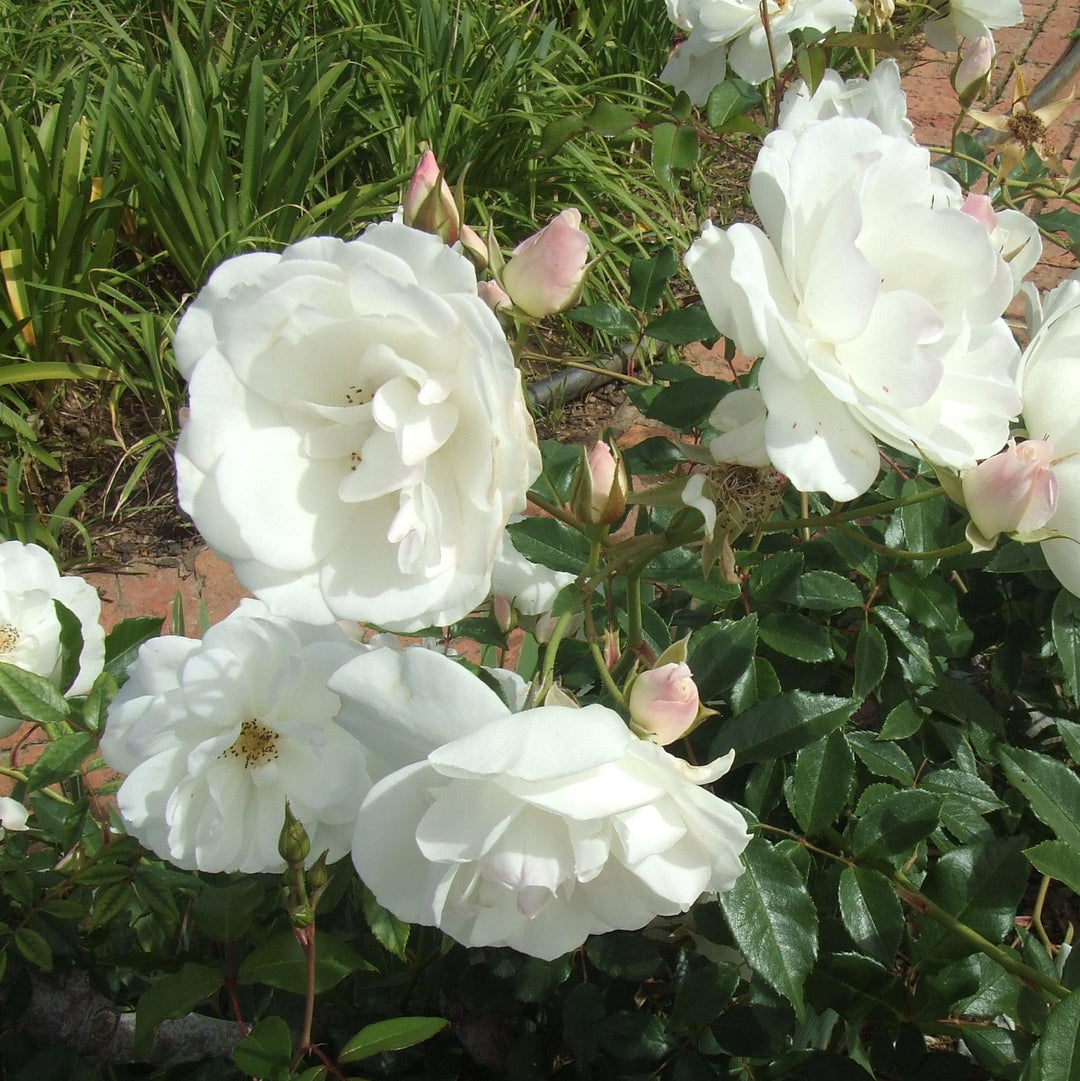 Rosa 'Korbin' ~ Iceberg Rose