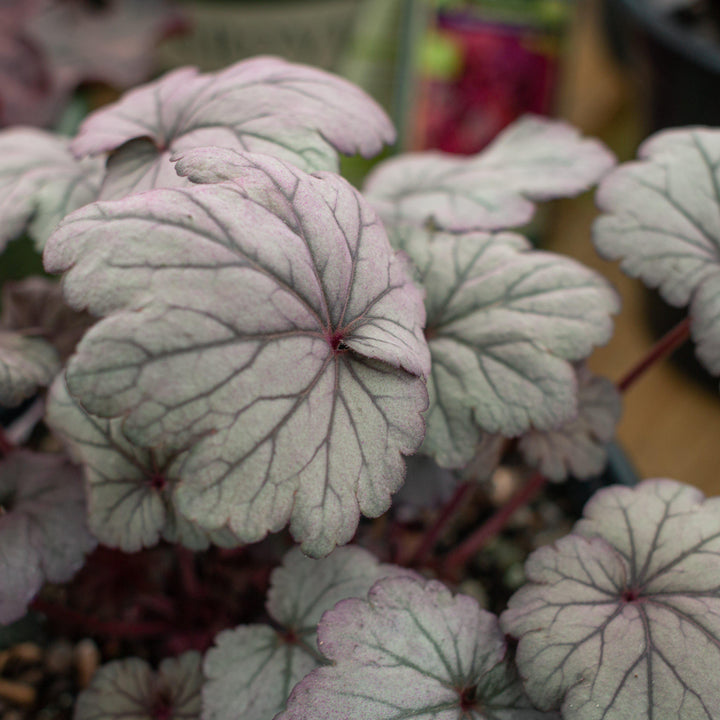 Heuchera x 'Stainless Steel' ~ Stainless Steel Coral Bells