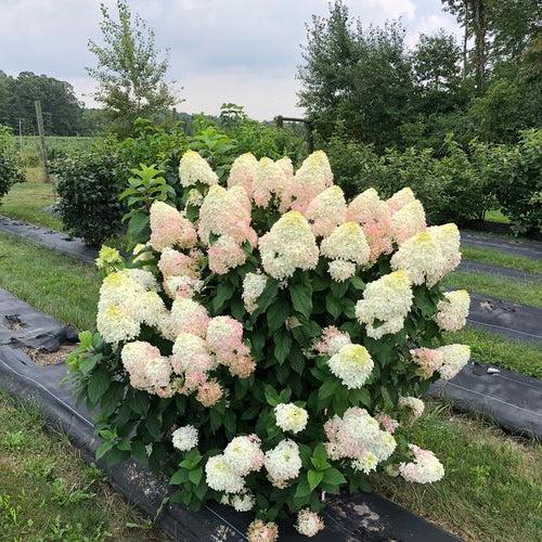 Hydrangea paniculata 'SMNHPM' ~ Quick Fire Fab® Hydrangea